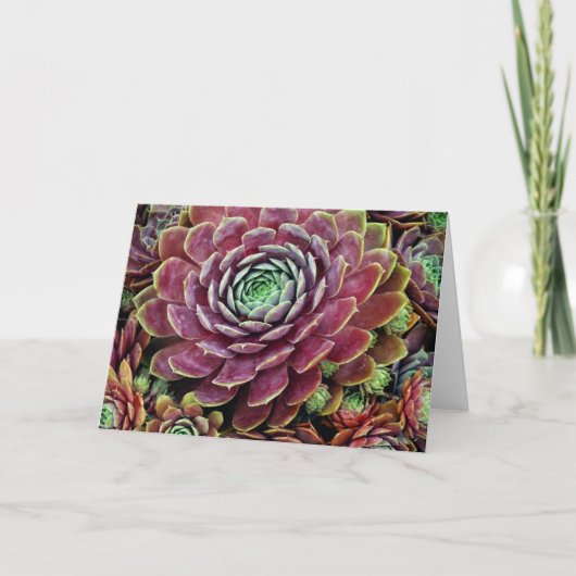 Kip en Kuikens Kaart (Voorkant)