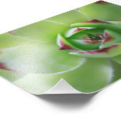 Kip en kuikens Mooie Groene Sappige Bloem Foto Afdruk (Hoek)