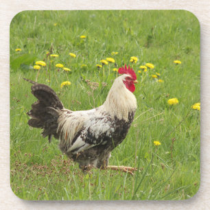 kip, haan, dier, vogel, boerderij, landbouw, bier onderzetter