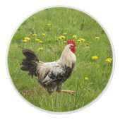 kip, haan, dier, vogel, boerderij, landbouw, keramische knop (Voorkant)