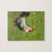kip, haan, dier, vogel, boerderij, landbouw, legpuzzel (Horizontaal)