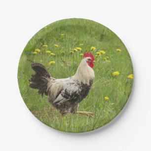 kip, haan, dier, vogel, boerderij, landbouw, papieren bordje