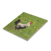 kip, haan, dier, vogel, boerderij, landbouw, tegeltje (Zijkant)