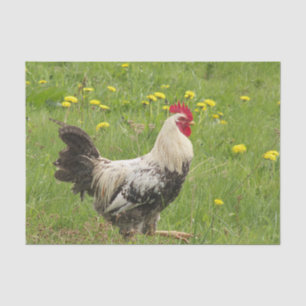 kip, haan, dier, vogel, boerderij, landbouw, tissuepapier