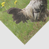 kip, haan, dier, vogel, boerderij, landbouw, tissuepapier (Detail)