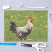 kip, haan, dier, vogel, boerderij, landbouw, tissuepapier (Craft)