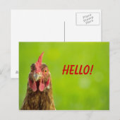 Kip - het Briefkaart van het Hallo (Voorkant / Achterkant)