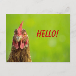 Kip - het Briefkaart van het Hallo