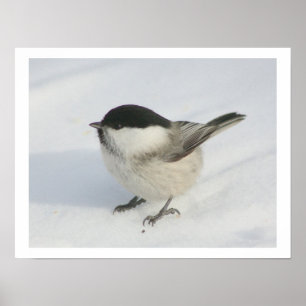 Kip in de sneeuw poster