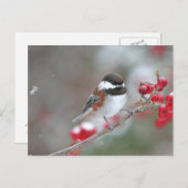 Kip in de valsneeuw met rode bessen briefkaart (Voorkant / Achterkant)