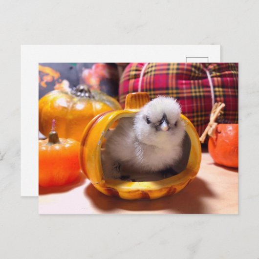 Kip in een pompoen feestdagenkaart (Voorkant / Achterkant)