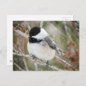 Kip in een storm briefkaart (Voorkant / Achterkant)