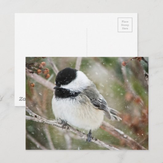 Kip in een storm briefkaart (Voorkant / Achterkant)