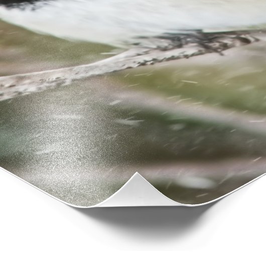 Kip in een storm foto afdruk (Hoek)