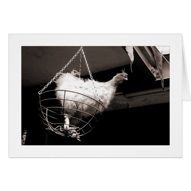 Kip in het mandje (Voorkant Horizontaal)