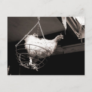 Kip in het mandje briefkaart