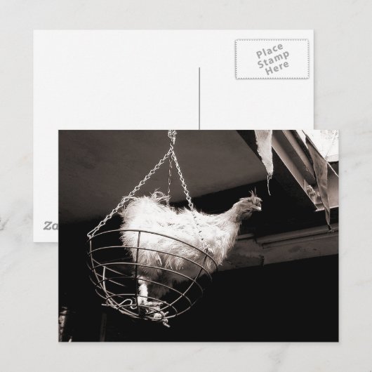 Kip in het mandje briefkaart (Voorkant / Achterkant)