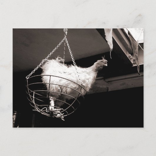 Kip in het mandje briefkaart (Voorkant)