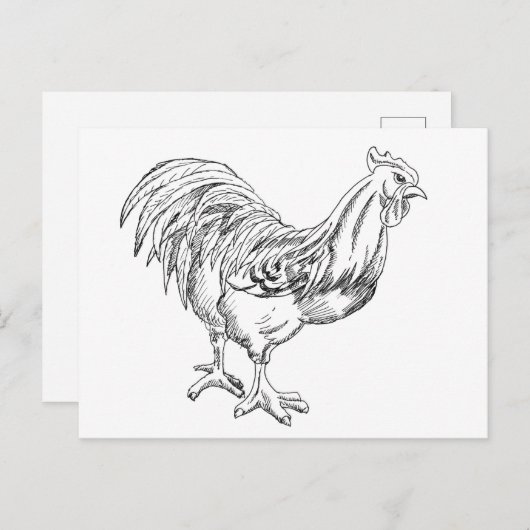 Kip in pen en inkt briefkaart (Voorkant / Achterkant)