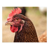 Kip kop! foto afdruk (Voorkant)