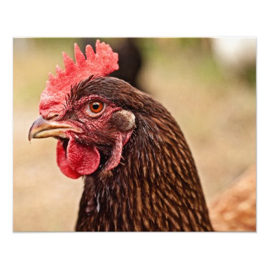 Kip kop! foto afdruk (Voorkant)