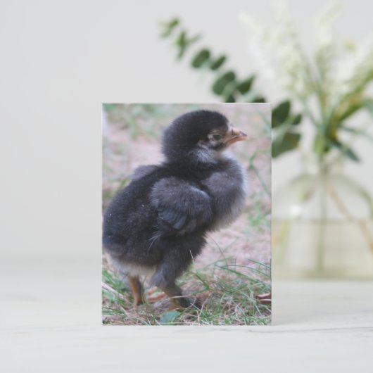 kip, kuikens, kippen, kuiken, dier, vogel, briefkaart (Staand voorkant)