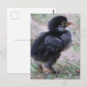 kip, kuikens, kippen, kuiken, dier, vogel, briefkaart (Voorkant / Achterkant)