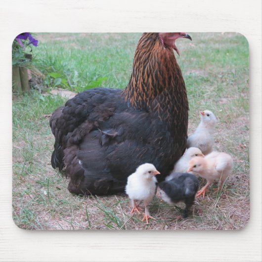 kip, kuikens, kippen, kuiken, dier, vogel, muismat (Voorkant)