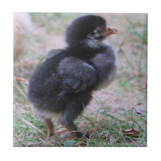 kip, kuikens, kippen, kuiken, dier, vogel, tegeltje (Voorkant)