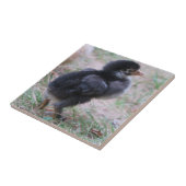 kip, kuikens, kippen, kuiken, dier, vogel, tegeltje (Zijkant)