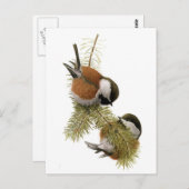 Kip met kastanjesteun van Fuertes Briefkaart (Voorkant / Achterkant)