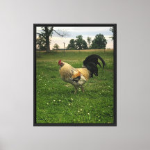 Kip op de boerderij foto