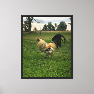Kip op de boerderij foto canvas afdruk