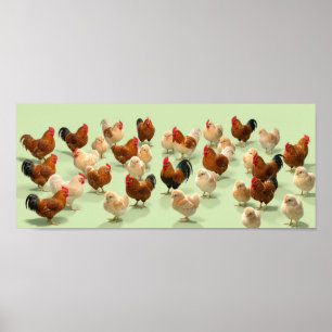 Kip op lichtgroene achtergrond poster