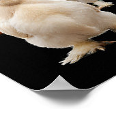 Kip, Pluizige Hen Squad Frontaal Starend Poster (Hoek)