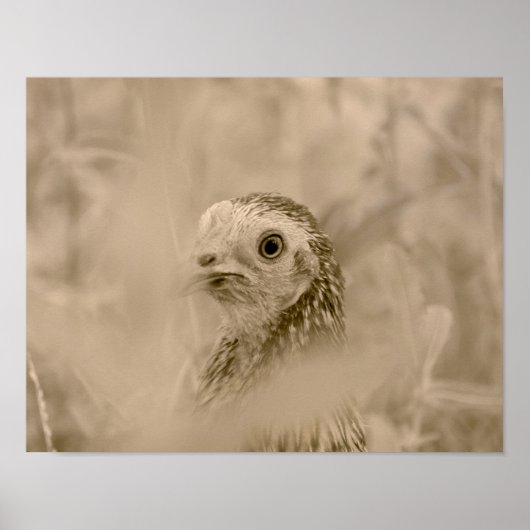 Kip Poster (Voorkant)