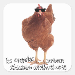 Kip Stickers! Vierkante Sticker