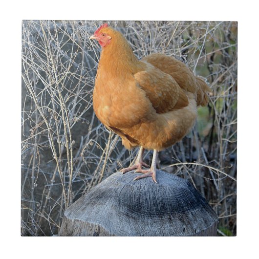 Kip Tegels Tegeltje (Voorkant)