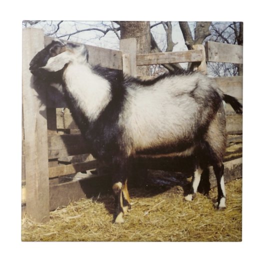 Kip! Tegeltje (Voorkant)