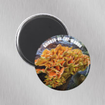 Kip-van-de-Bossen paddenstoel Botanisch