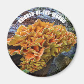 Kip-van-de-Bossen paddenstoel Botanisch Magneet (Voorkant)