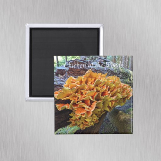 Kip van de Bossen Paddenstoel Foto Magneet