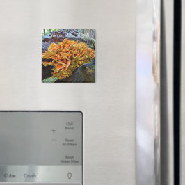 Kip van de Bossen Paddenstoel Foto Magneet