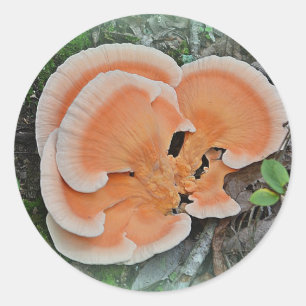 Kip van de Bossen paddenstoel Sticker