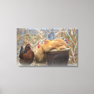 Kip verpakt Canvas Afdruk