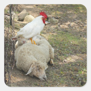 Kip Zittend op een Schaap Stickers