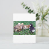 Kippen Briefkaart (Staand voorkant)