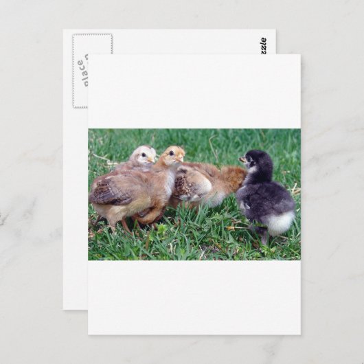 Kippen Briefkaart (Voorkant / Achterkant)