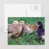 Kippen Briefkaart (Voorkant / Achterkant)