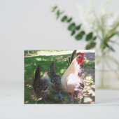 kippen briefkaart (Staand voorkant)